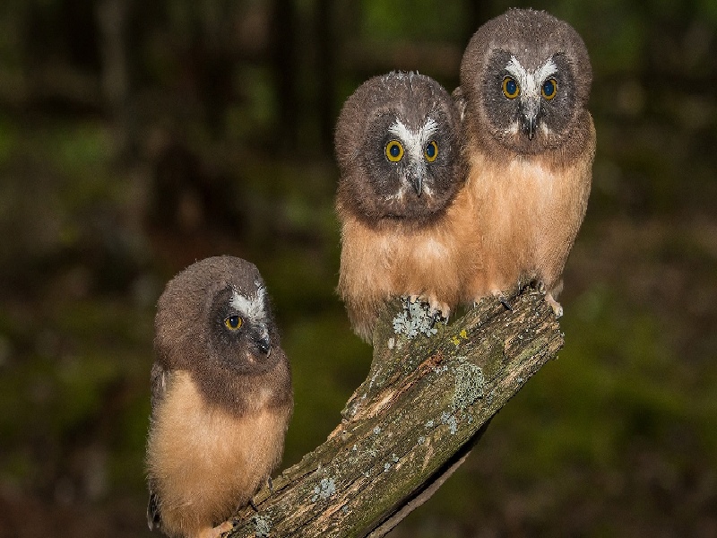 李先生夫妇成功案例